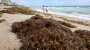 Riesiger Seetang-Teppich vor Florida: Sorge um Tourismus-Saison | News | BILD.de